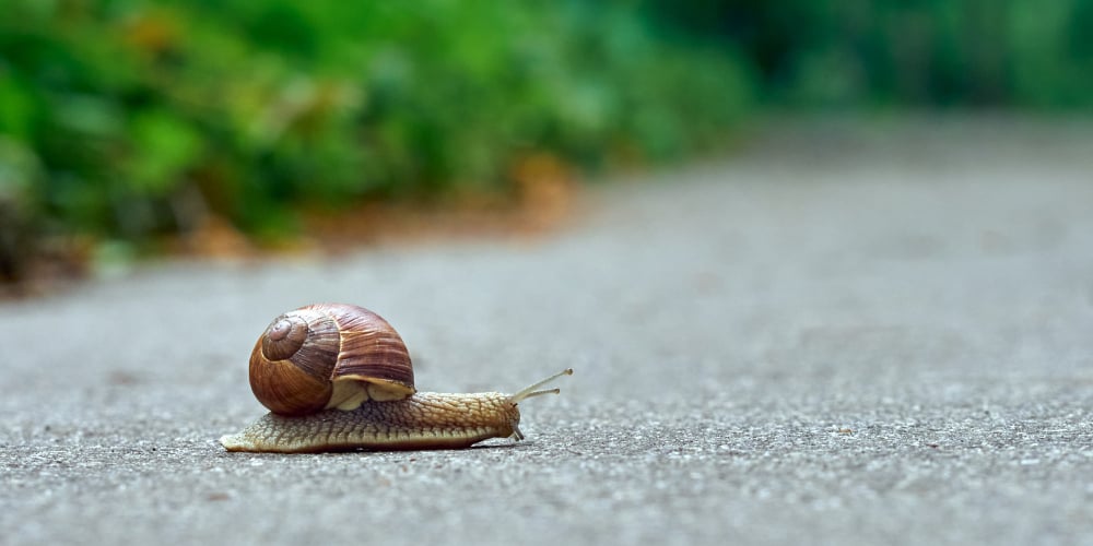 slow-snail
